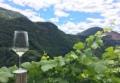 MÃ¼ller Thurgau Vino di Montagna - Corriere del Vino